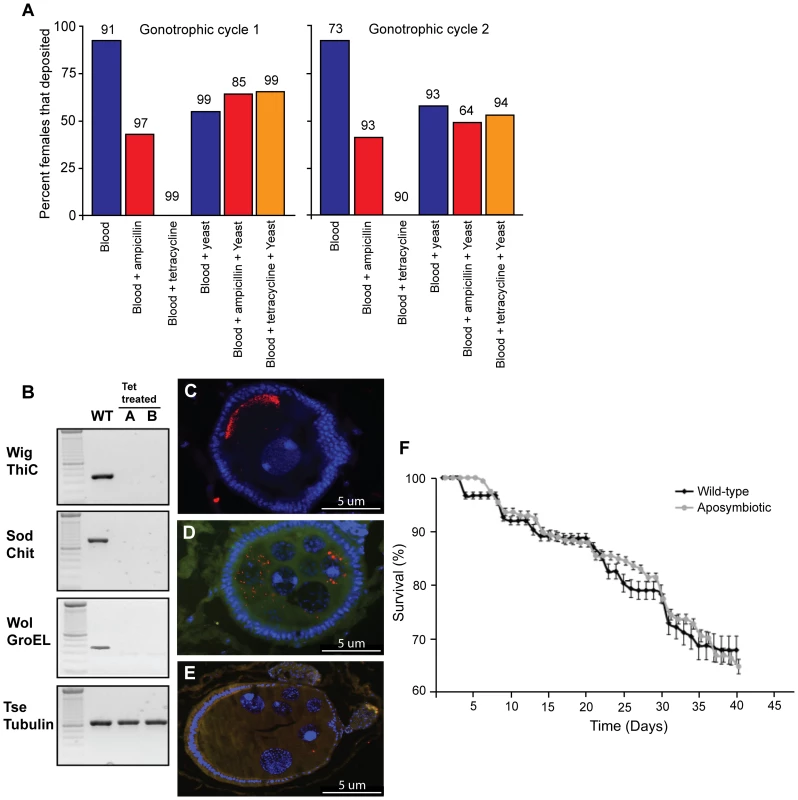 The effects of antibiotic treatment on <i>G. m. morsitans.</i>