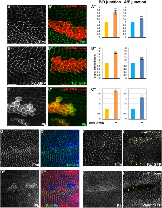 The Cul1 complex regulates accumulation of core PCP components.
