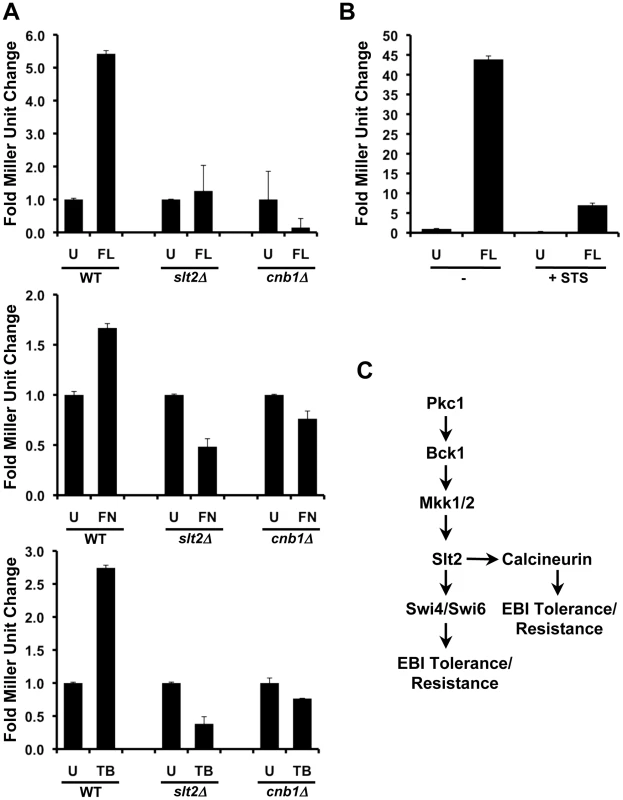 Compromising PKC-MAPK signaling blocks calcineurin activation in response to ergosterol biosynthesis inhibitors in <i>S. cerevisiae</i>.