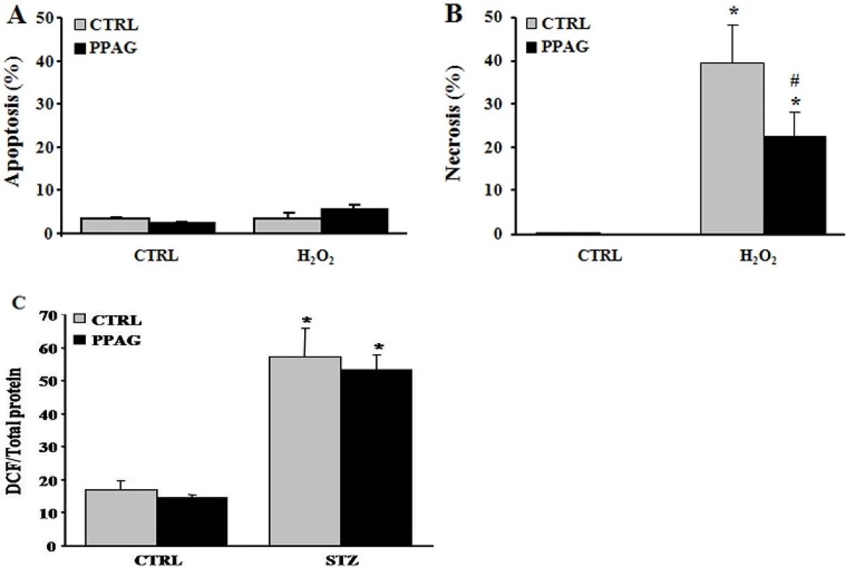 In vitro beta cell protection from hydrogen peroxide by PPAG and the effect of PPAG on oxidative stress. Cell death in INS-1E cells pre-treated with 30 μM PPAG for 16 hours, exposed to 30 μM hydrogen peroxide (H<sub>2</sub>O<sub>2</sub>) for 30 min, and then cultured for 24 hours in control medium with or without PPAG (n = 4). The percentage of apoptotic (A) and necrotic cells (B) was determined following staining with the nuclear dyes propidium iodide and Hoechst 33342. A minimum of 500 cells was counted for each condition. Percentage of apoptotic (A) and necrotic cells (B).*p<0.05 against untreated cells. #p<0.05 against H<sub>2</sub>O<sub>2</sub>-treated cells. (C) INS-1E cells were pre-treated for 16 hours with 30 μM PPAG, exposed to 1 mM STZ for 1 hour, and further cultured for 2 hours in the presence of absence of PPAG (n = 3). Oxidative stress was measured by dichlorofluorescein (DCF) oxidation. *p<0.05 against untreated cells.