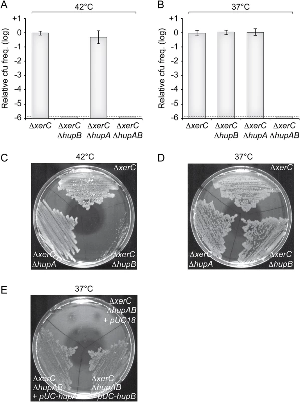 HU is essential for CTXϕ replication.