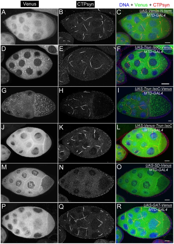Ectopic expression of transgenes in egg chambers using <i>MTD-GAL4</i> driver.