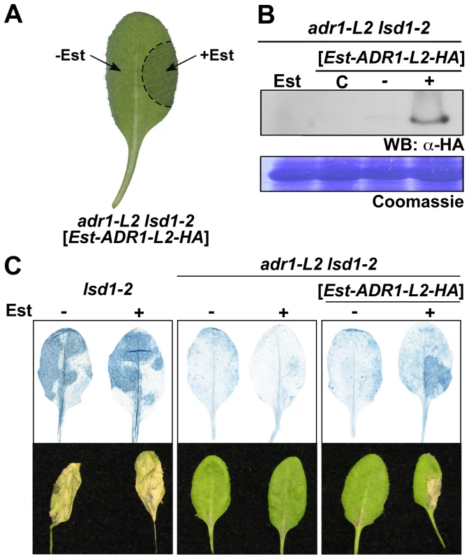 ADR1-L2 is required at the site undergoing cell death.
