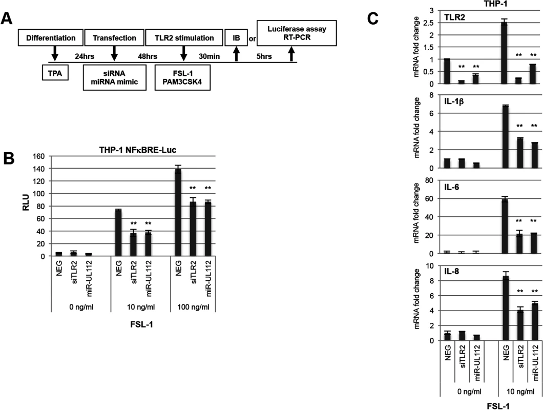 miR-UL112-3p inhibits TLR2-dependent activation of the NFκB pathway in THP1 cells.