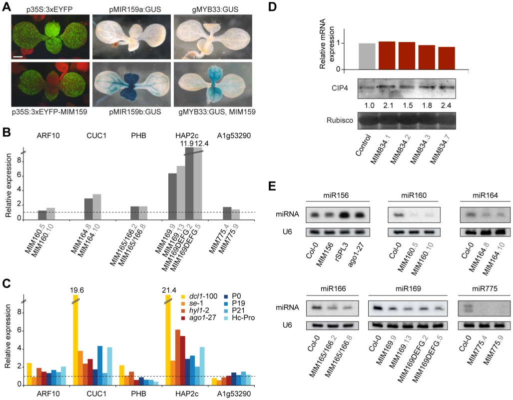 Effects of artificial mimics on levels of miRNAs and miRNA targets.