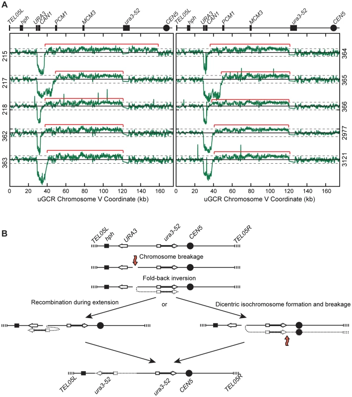 <i>hph</i>+ GCRs associated with chrV larger than wild-type contain duplicated chrV sequences.