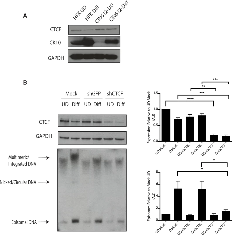 Levels of CTCF are increased in undifferentiated and differentiated HPV positive cells.