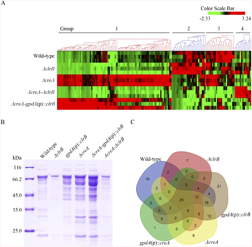 Heatmap of cellulose regulons and protein profiles of culture supernatants from <i>P</i>. <i>oxalicum</i> strains containing mutations of <i>clrB</i> or/and <i>creA</i> genes.