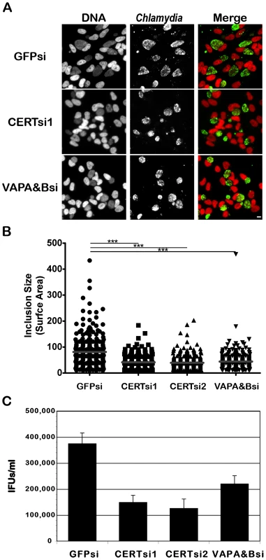 CERT and VAPA/B depletion impairs <i>C. trachomatis</i> inclusion development.