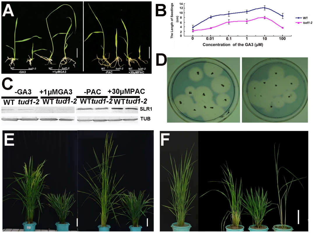 <i>tud1-2</i> is unlikely a GA-related mutant.
