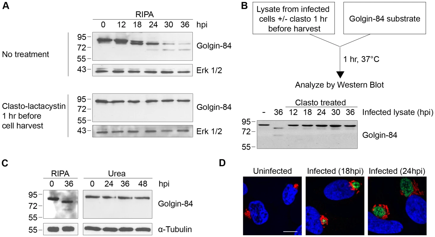 Golgin-84 cleavage does not occur in <i>Chlamydia</i>-infected cells when CPAF is inhibited during cell processing.