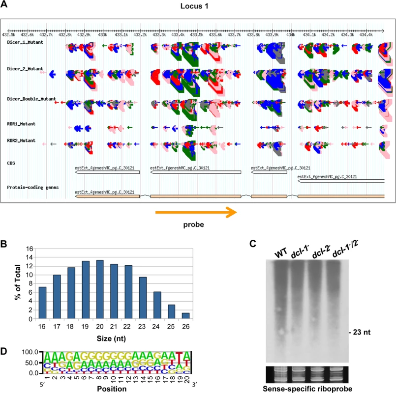 A new class of <i>dicer</i>-independent sRNAs in <i>M</i>. <i>circinelloides</i>.