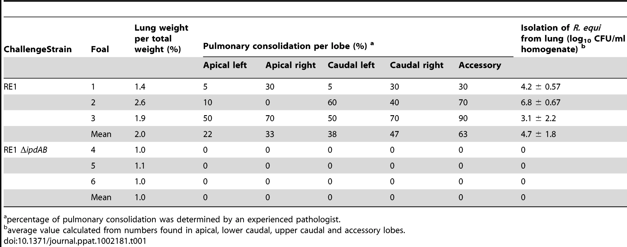 Pulmonary consolidation and re-isolation of <i>R. equi</i> of 3 to 5-week-old foals (n = 3) challenged intratracheally with wild type strain RE1 (4.3×10<sup>6</sup> CFU) or mutant strain RE1Δ<i>ipdAB</i> (7.1×10<sup>6</sup> CFU).
