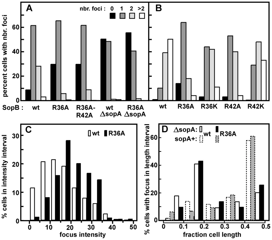 Effect of R36 and R42 mutations on mini-F clustering.