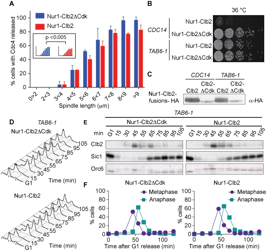 Nur1-Clb2 delays Cdc14 release.