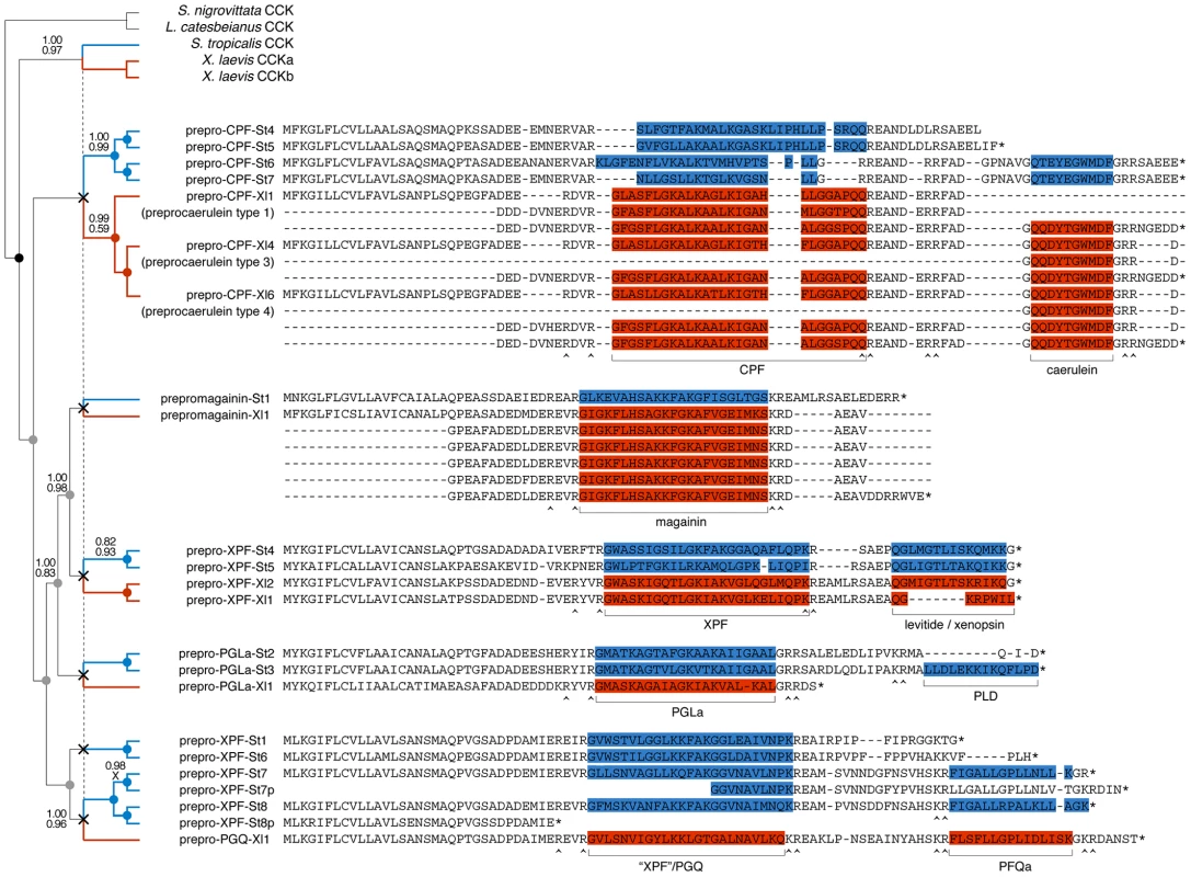 Evolutionary diversification of pipid AMP genes.