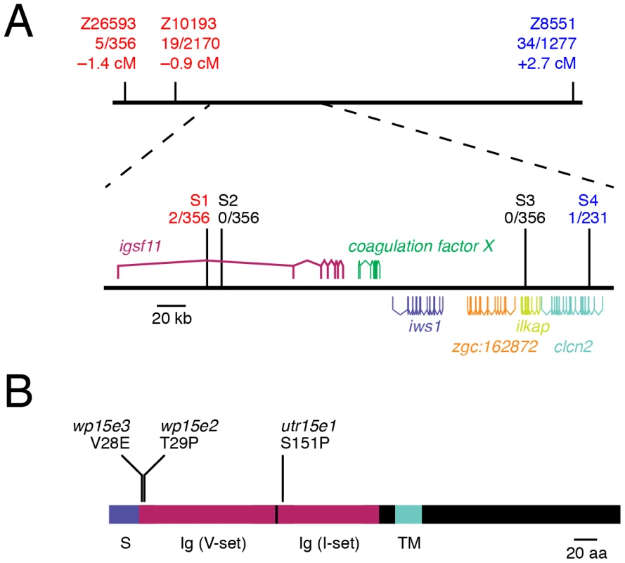 <i>seurat</i> mutants exhibit lesions in <i>igsf11</i>.