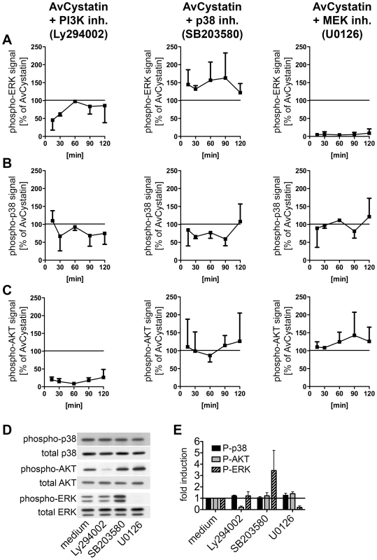 AvCystatin stimulated signaling pathways are partially connected but are independently addressed by AvCystatin.