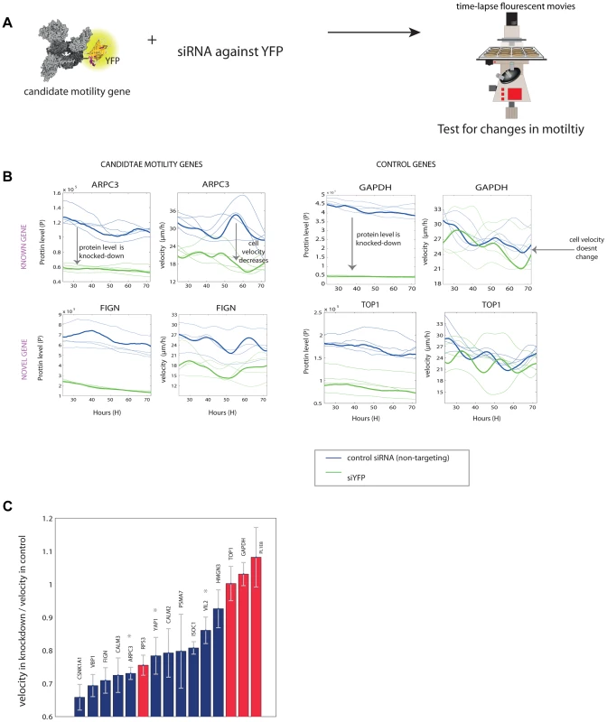 Novel motility genes are validated by mild knockdown experiments.