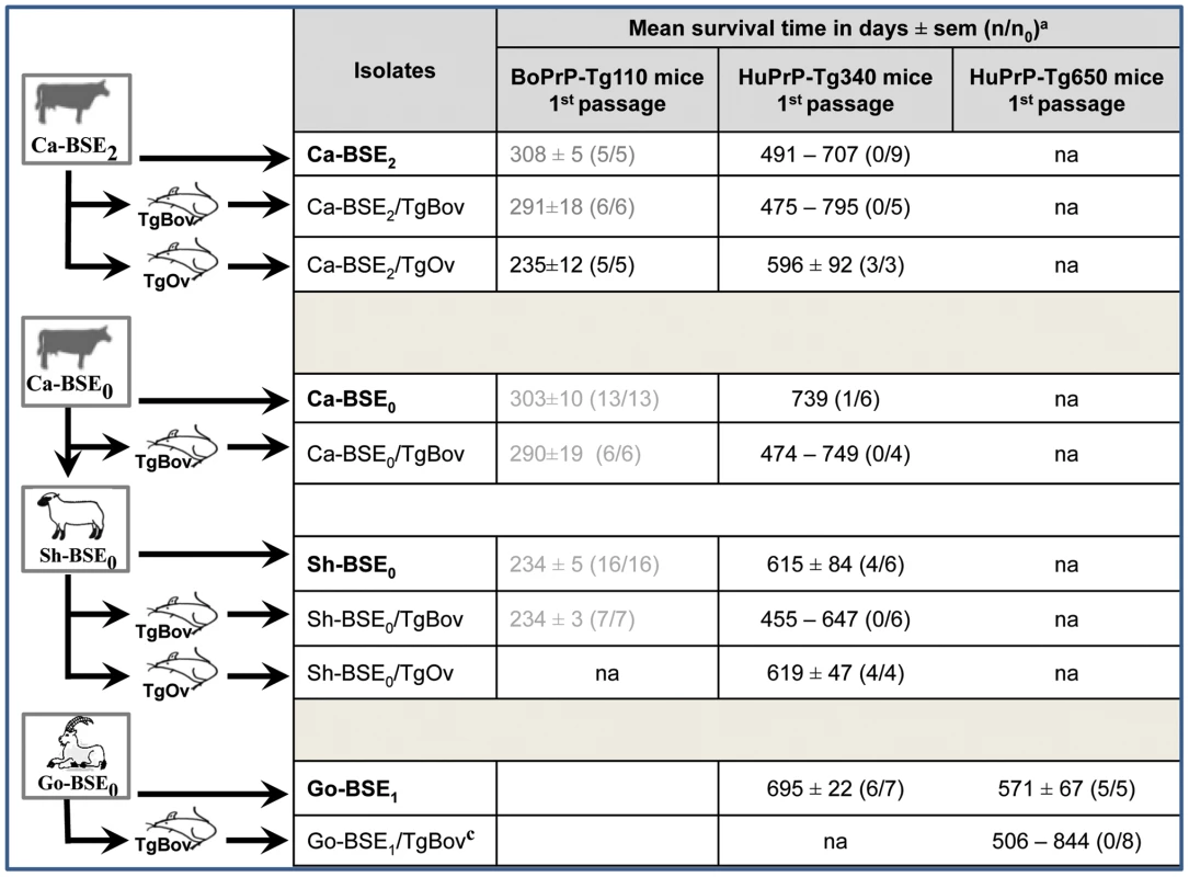 Transmission to human PrP mice of different BSE isolates generated by intermediary passages in either ovine or bovine PrP transgenic mice.