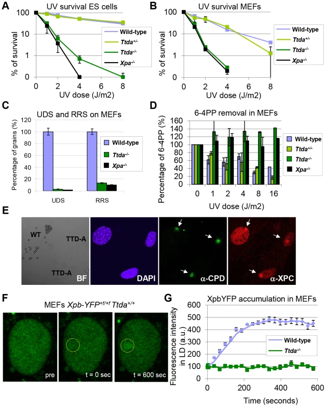 Repair capacity of <i>Ttda<sup>−/−</sup></i> cells.