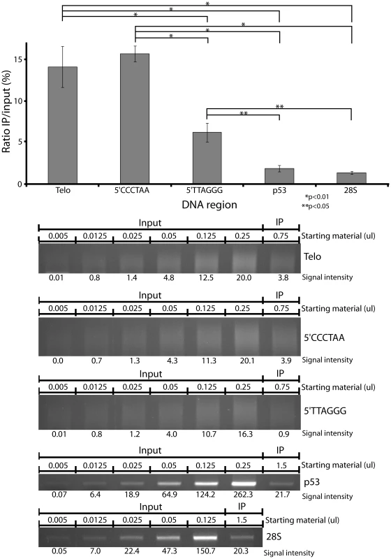 Hypersensitivity of telomeres relative to coding regions.