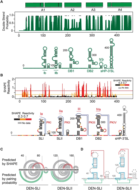 Structural organization of the 3’UTR of dengue virus.