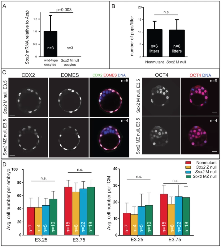 <i>Sox2</i> is not required for the first lineage decision: segregation of ICM and TE cell types.