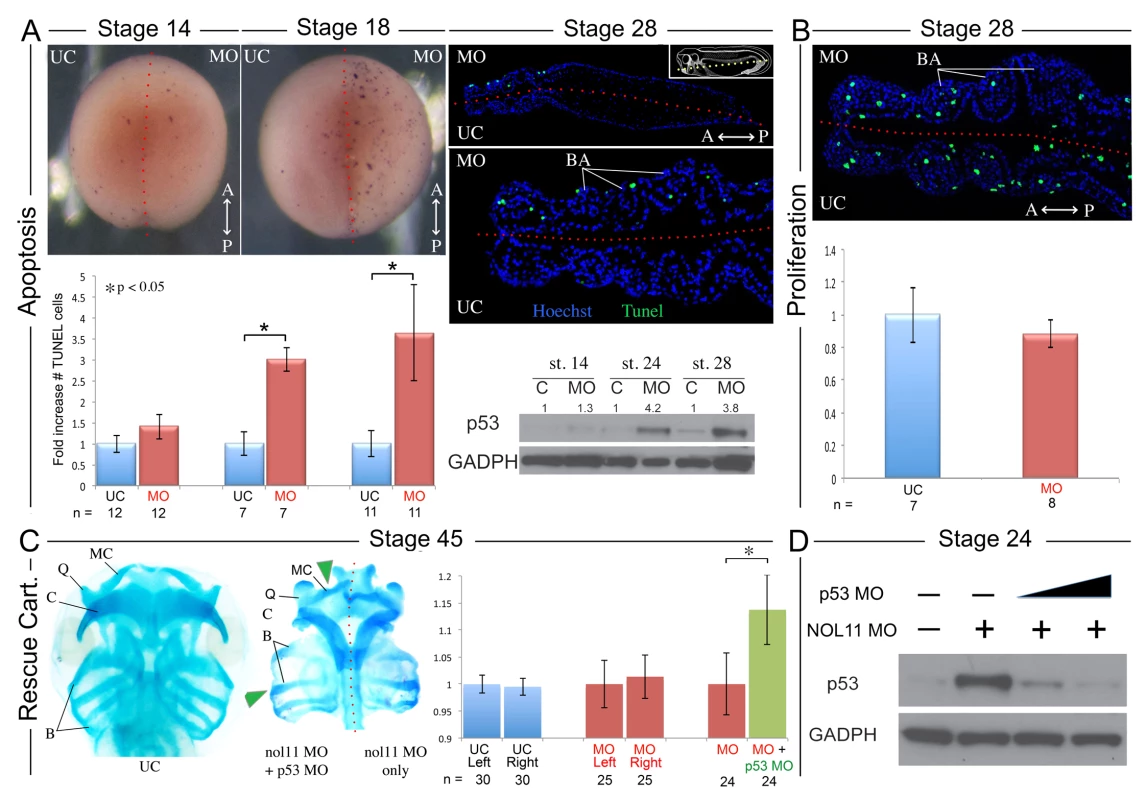 Increased apoptosis underlies the <i>nol11</i> cartilage defects.