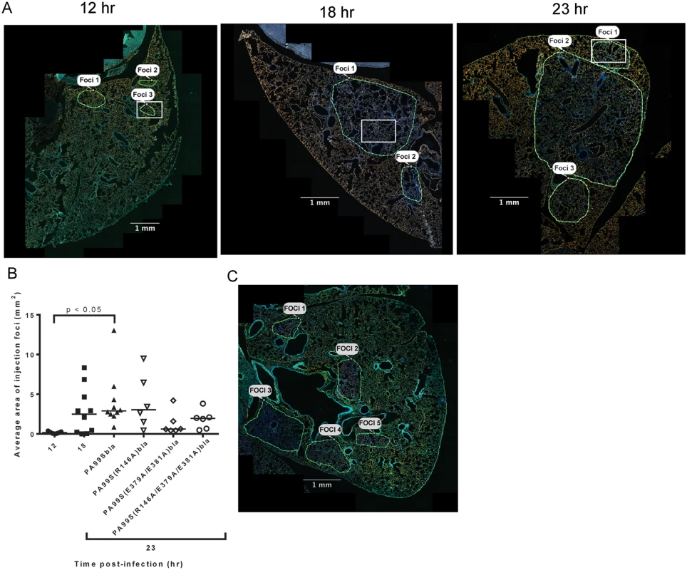 Regions with high densities of injected cells increase in size with duration of infection.