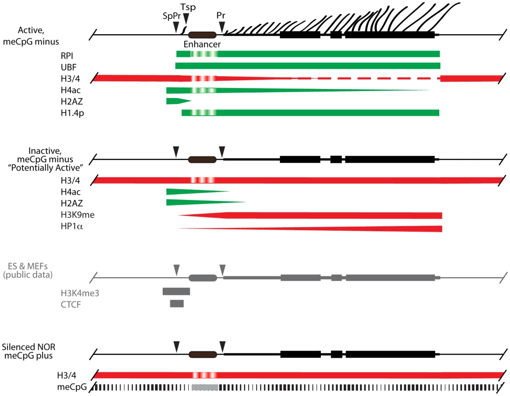 A model for the chromatin structure of the three distinct states of rRNA gene activity.