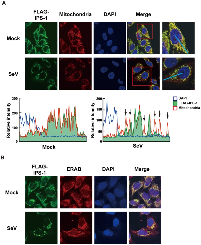 Redistribution of IPS-1 in SeV-infected cells.