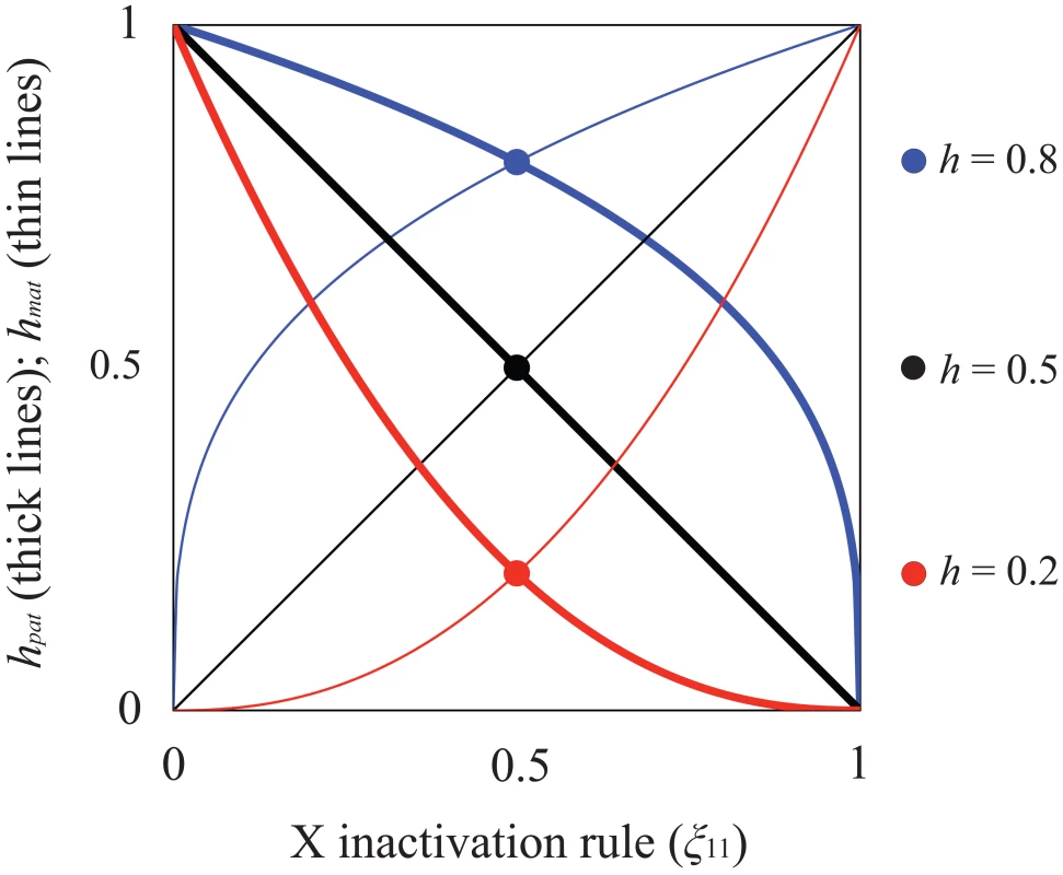 Relationship between X inactivation rule and parent-of-origin dominance coefficients (<b><i>h<sub>mat</sub></i></b><b>, </b><b><i>h<sub>pat</sub></i></b><b>; see </b><em class="ref"><b>Table 1</b></em><b>).</b>