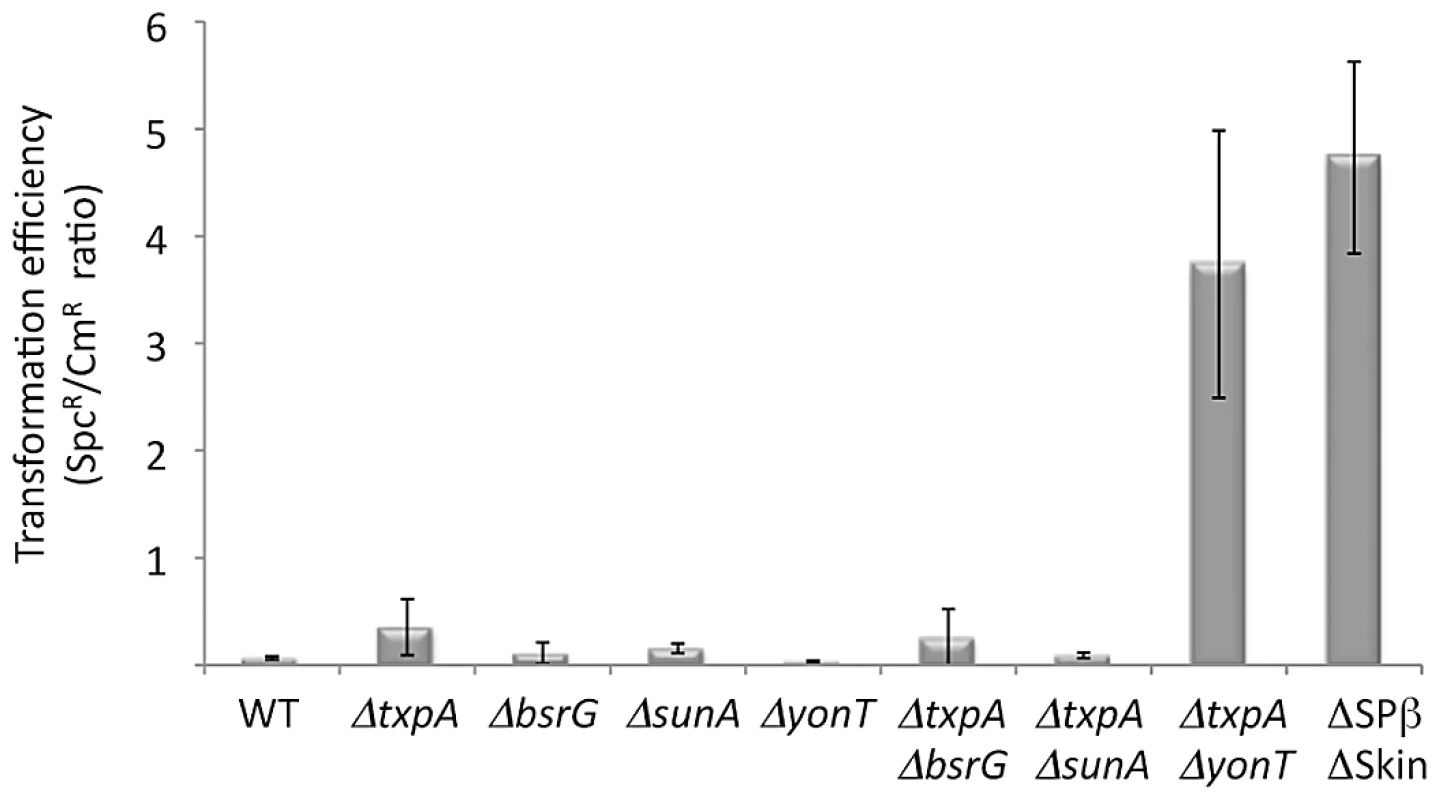 The <i>rnc</i> gene can be deleted in strains lacking TxpA and YonT toxins.
