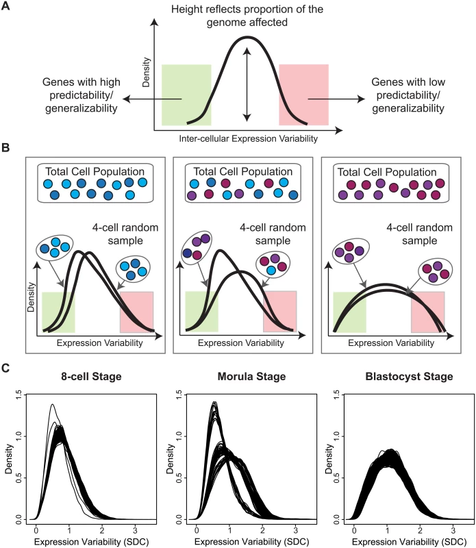 A snapshot of cellular heterogeneity across embryonic development.