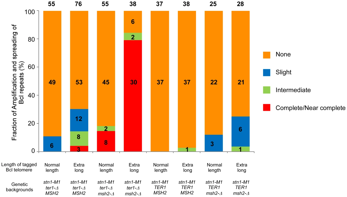 Frequency of spreading of sequence from a single tagged telomere to other telomeres in <i>K. lactis stn1-M1</i> mutants with different genetic backgrounds.