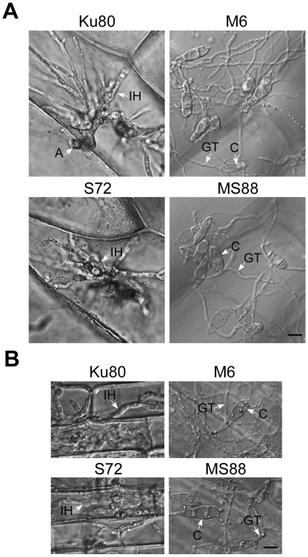 Appressorium penetration assays with onion and rice epidermal cells.