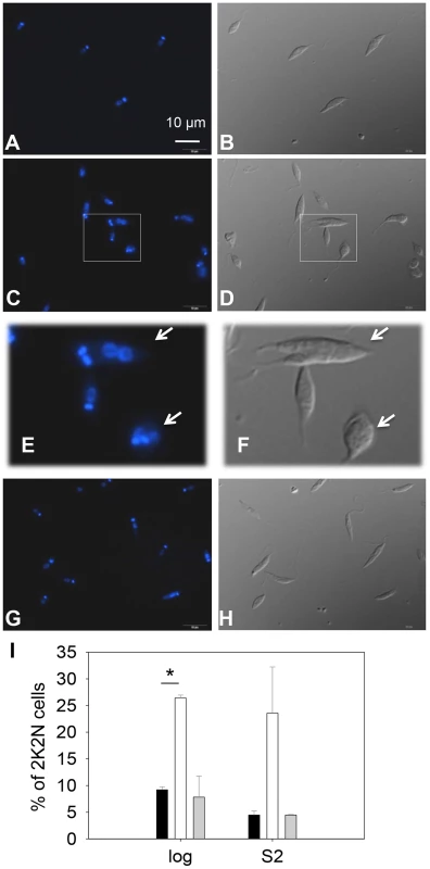 <i>C14dm</i><sup>−</sup> promastigotes exhibit cytokinesis defects.
