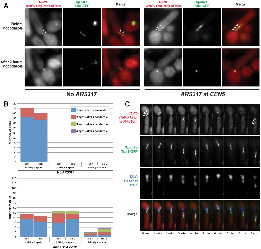 Spindle dependent dynamic separation and movement of re-replicated centromeres.