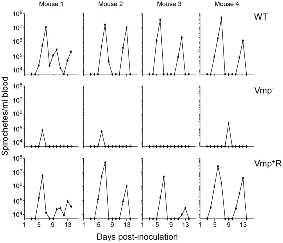 The <i>vmp</i> expression site is required for <i>B. hermsii</i> to relapse in mice infected by ticks.