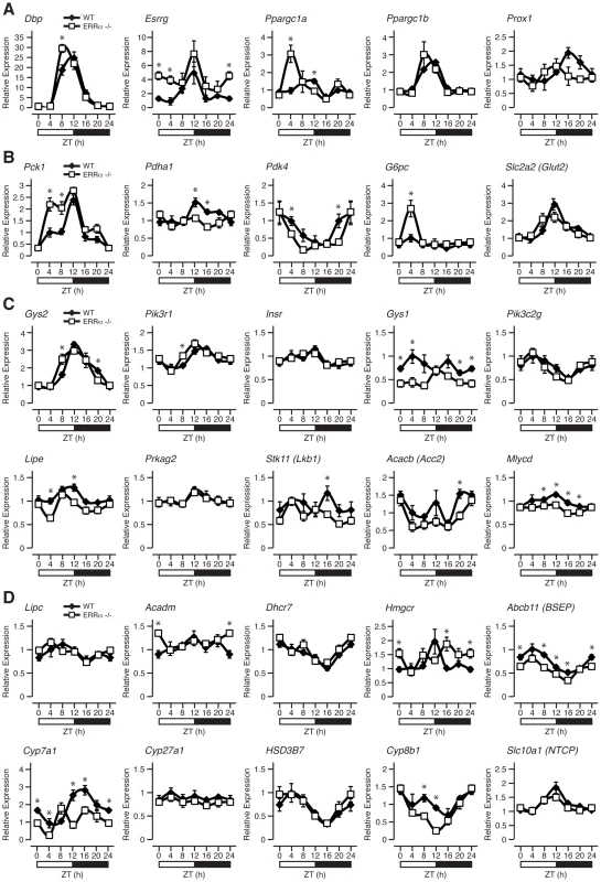 ERRα is necessary to maintain the rhythmic expression of metabolic genes.