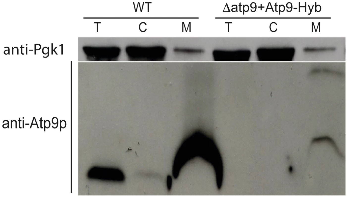 Reducing the hydrophobicity of the first transmembrane segment of yeast Atp9p improves its import into mitochondria.