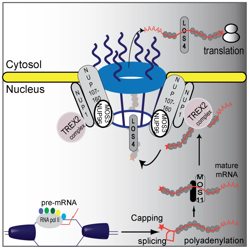 A proposed plant mRNA export pathway.