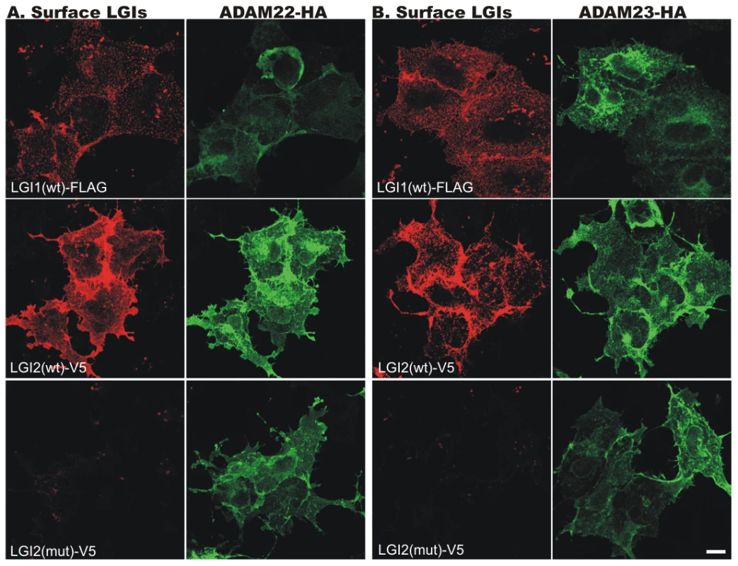 Wild-type (wt) LGI2, like LGI1, binds to ADAM22 and ADAM23 on the cell surface.