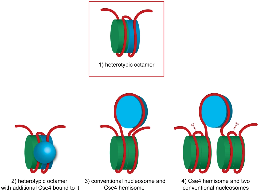 Models of how H3 and Cse4 can co-occupy the centromeric DNA.