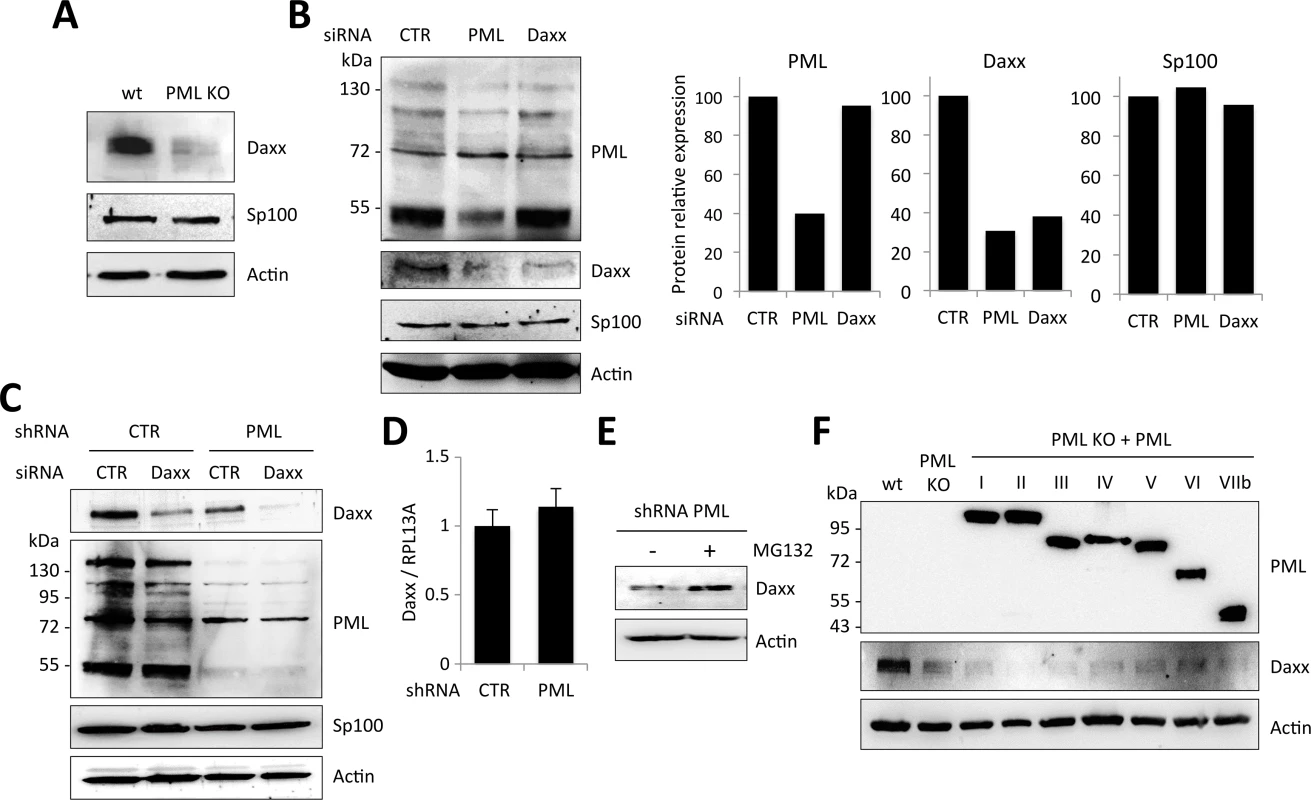 PML expression is required for Daxx stability.