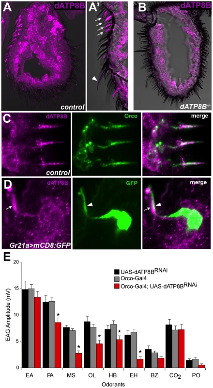 <i>dATP8B</i> is expressed and required in <i>Or-</i>expressing olfactory receptor neurons.