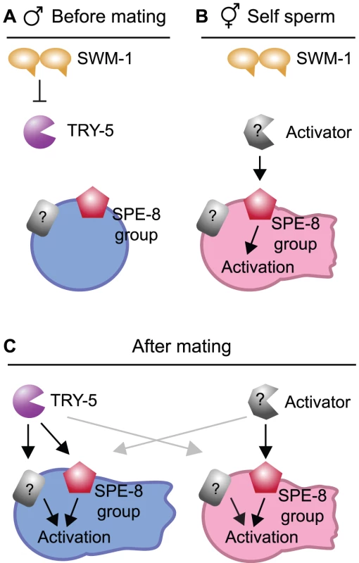 Models for the protease regulation of sperm activation in males and hermaphrodites.