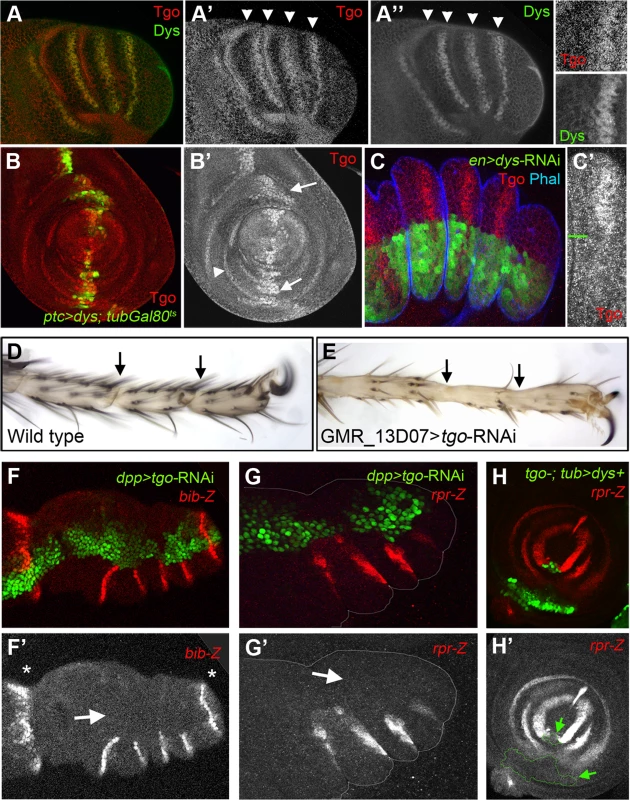 Tgo and Dys relationship during tarsal joint development.