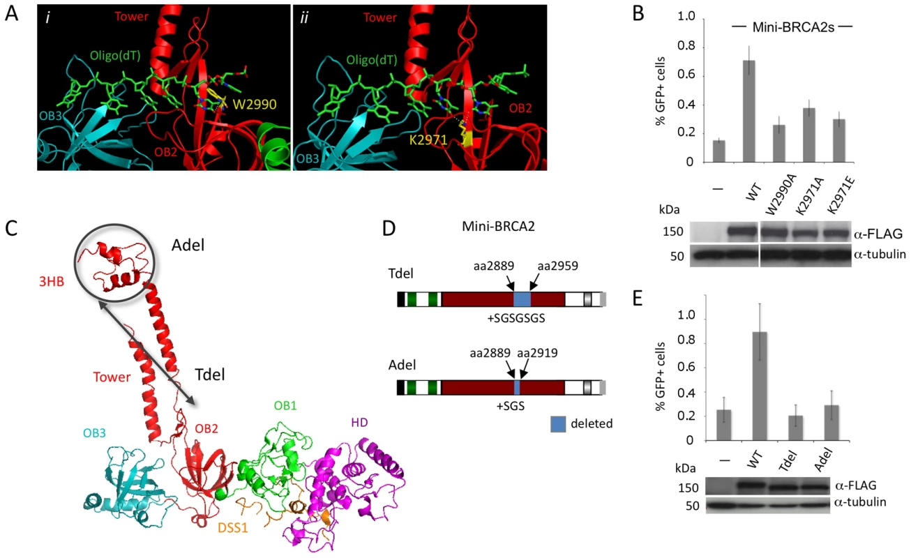 Mini-BRCA2 activity requires an intact DBD.